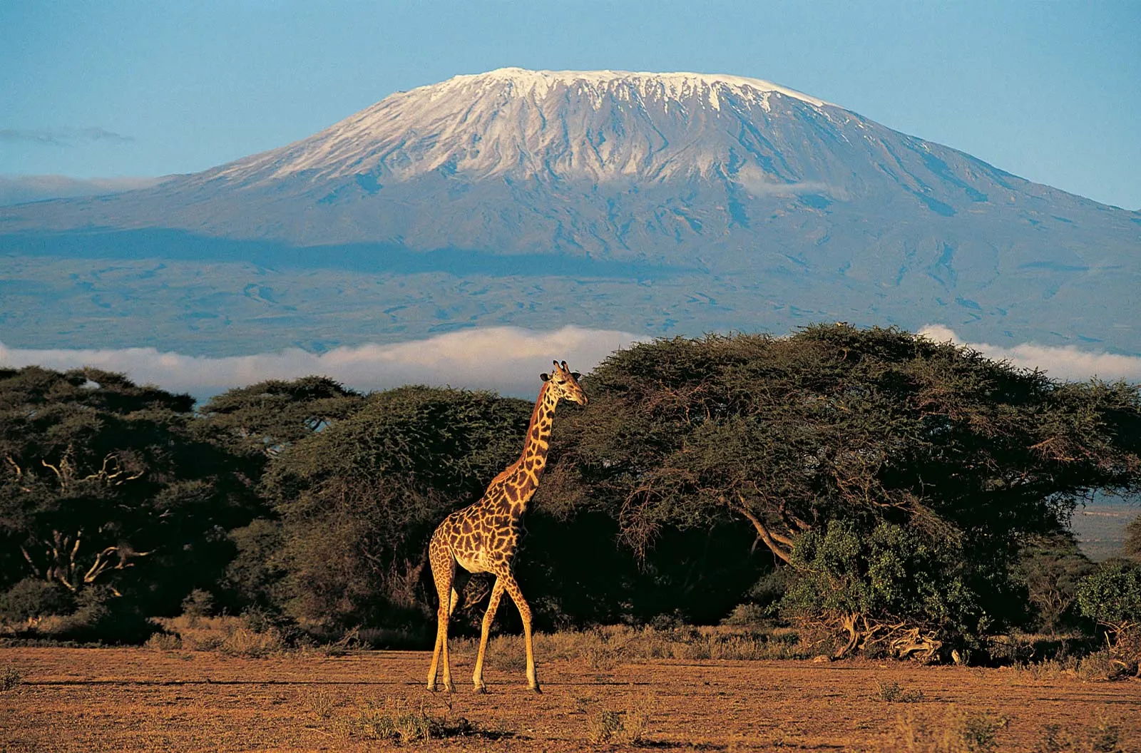 Mount Kilimanjaro snow-capped peak above the savanna