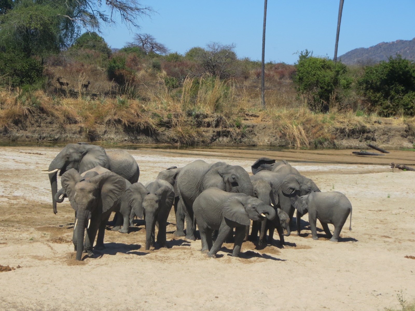 Guests enjoying a game drive
