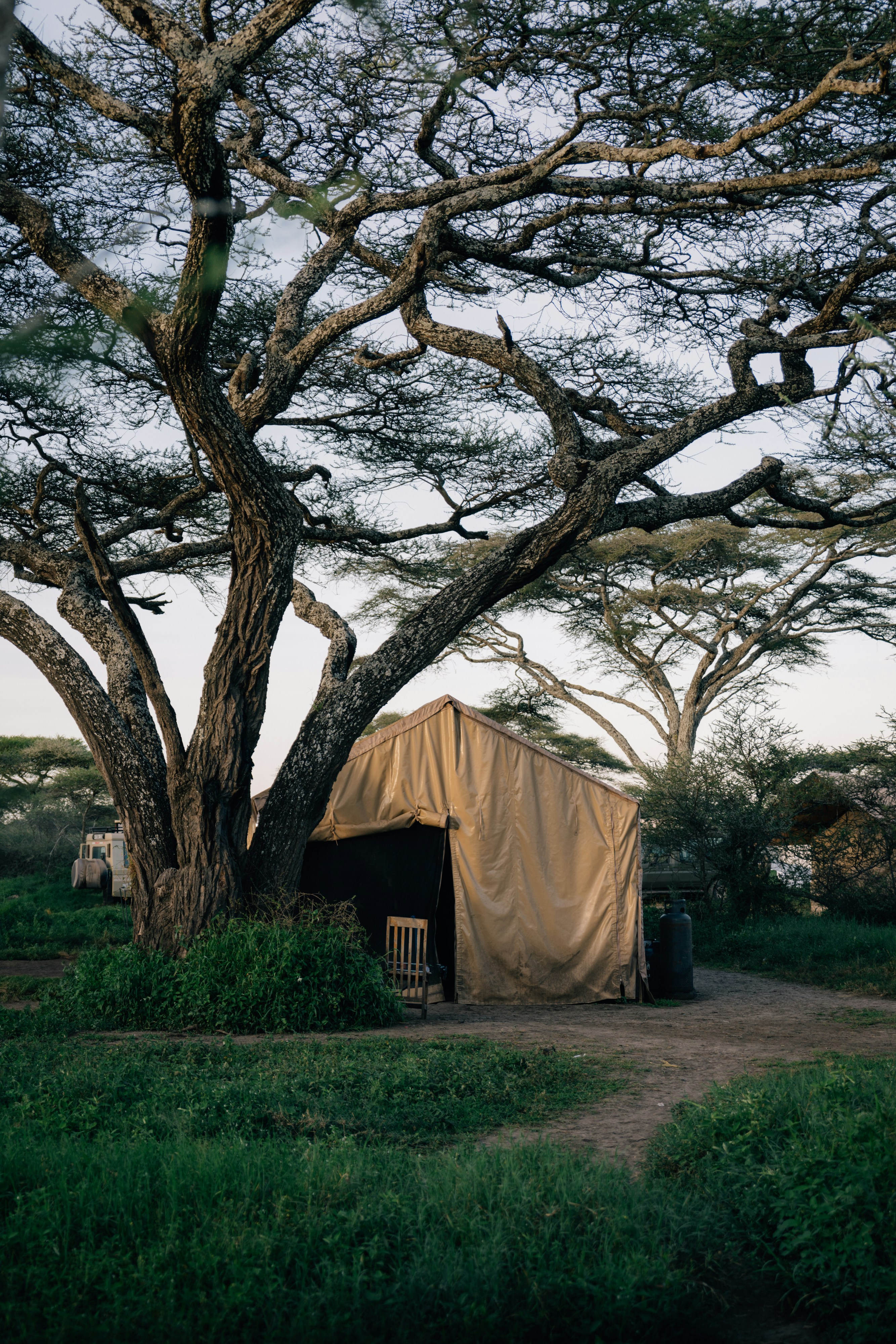 Luxury tented camp at golden hour in the bush