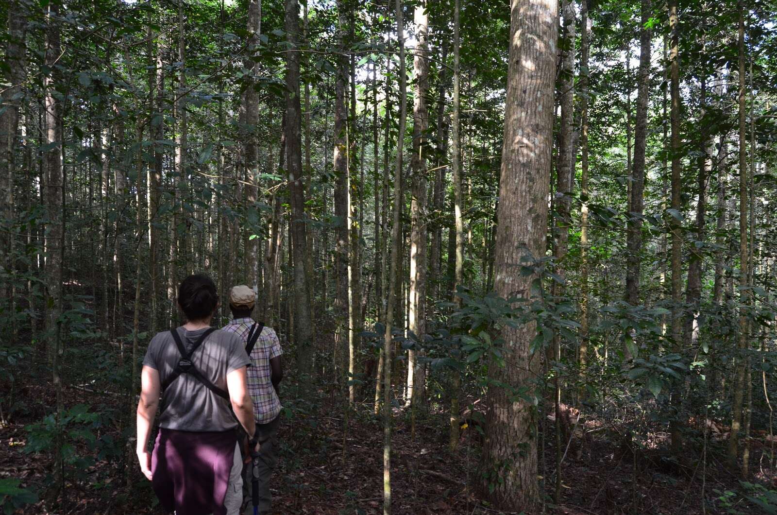 Amani Nature Forest Reserves