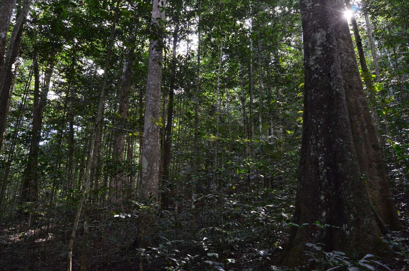 Amani Nature Forest Reserves landscape