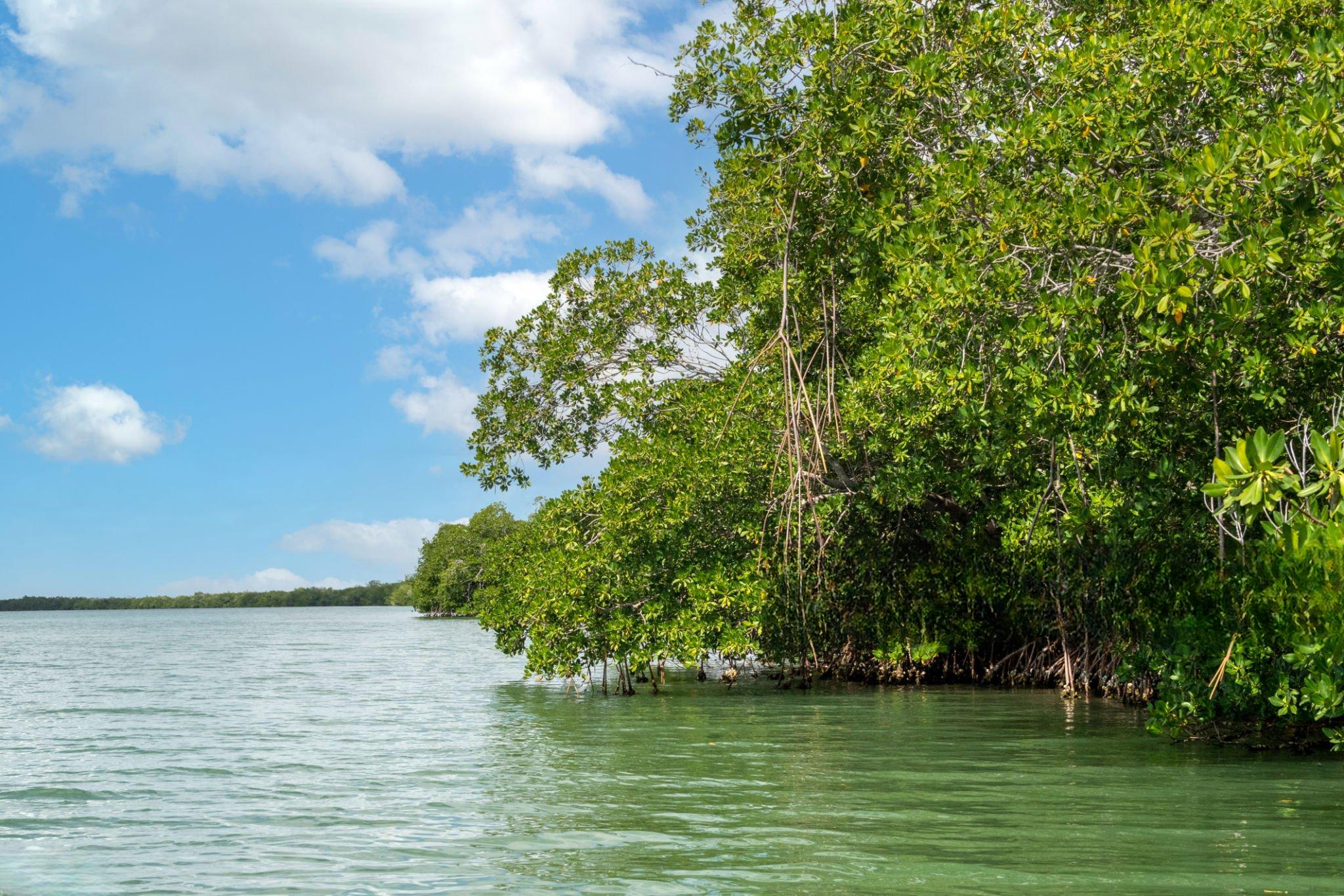 Mwewe Island Marine Reserve landscape