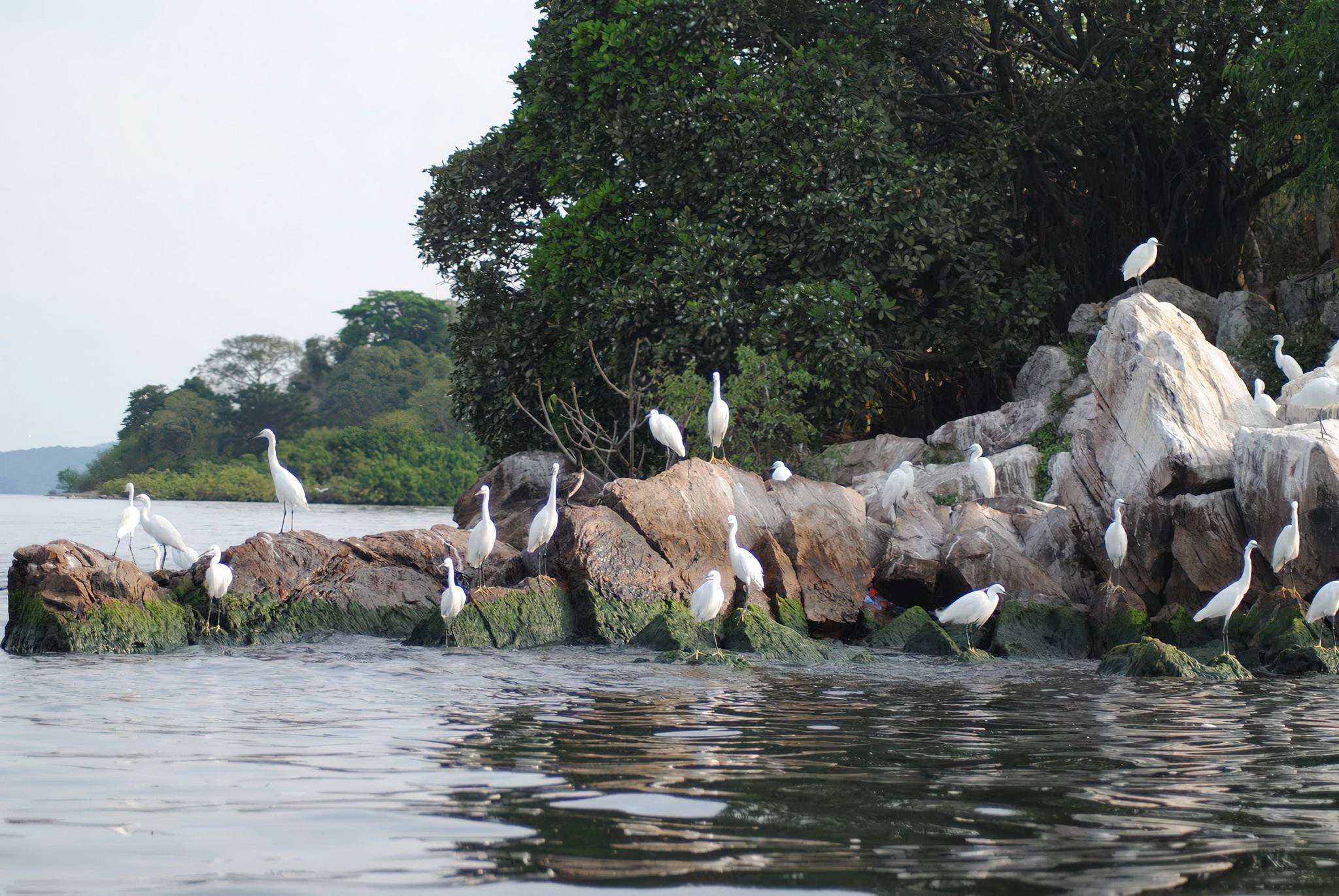 Rubondo Island National Park landscape