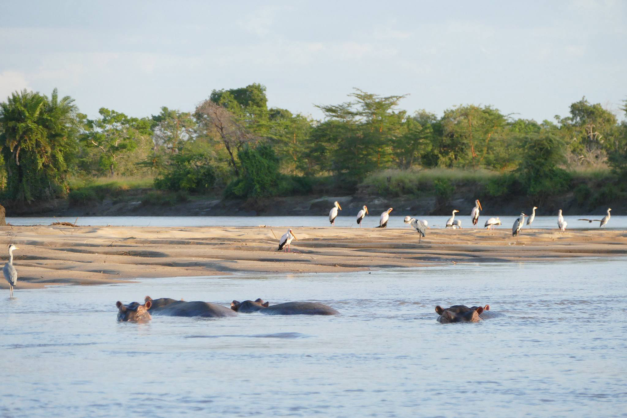4 Days Saadani Bush & Beach