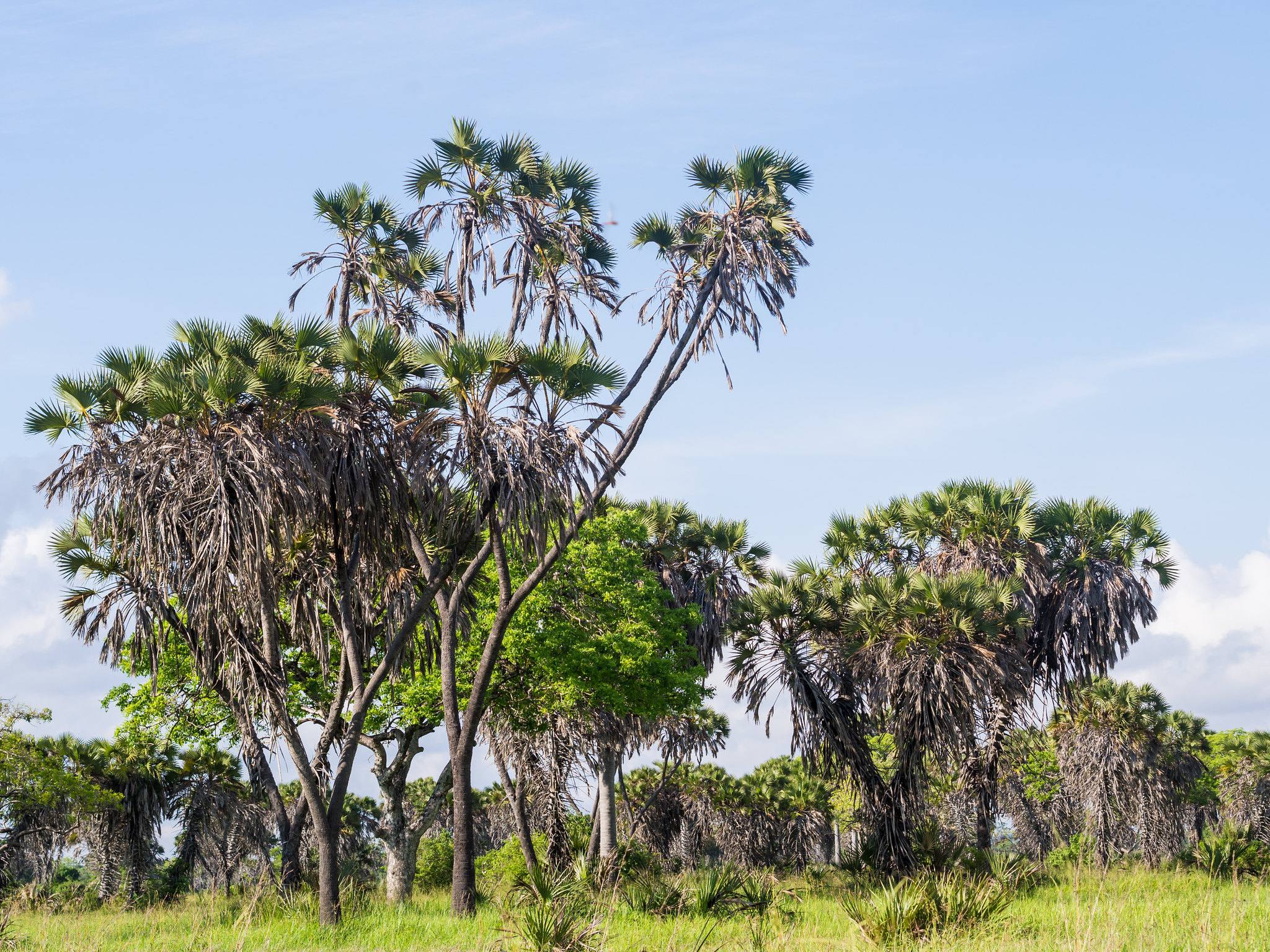 Saadani National Park landscape