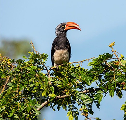 Kibale National Park landscape