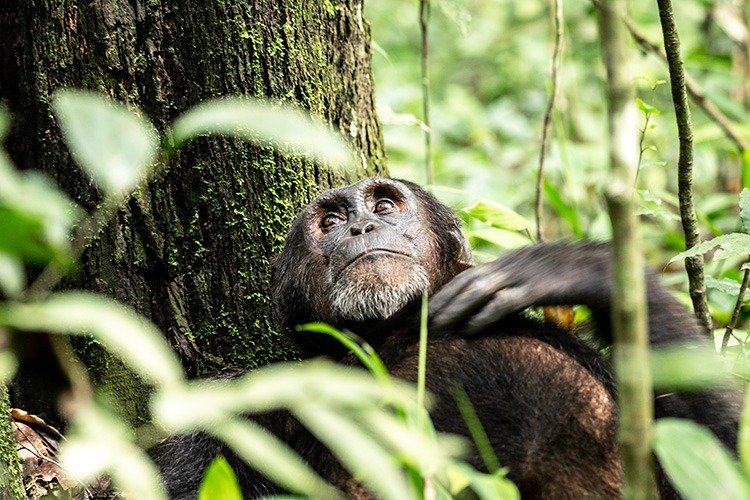 Kibale National Park