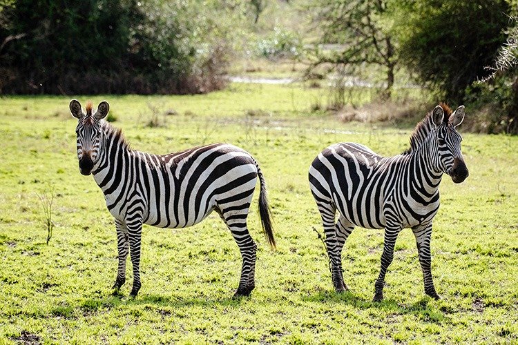 Lake Mburo National Park