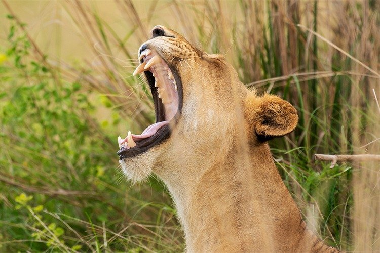 Murchison Falls National Park landscape