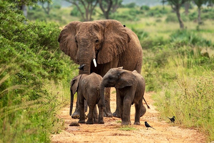 Murchison Falls National Park landscape