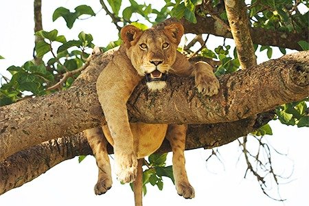 Queen Elizabeth National Park landscape