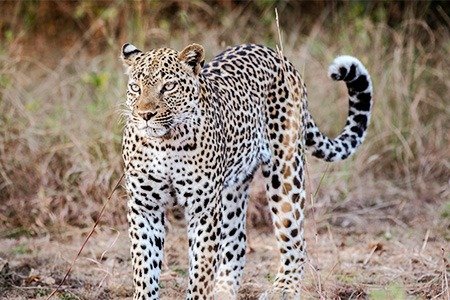 Queen Elizabeth National Park landscape