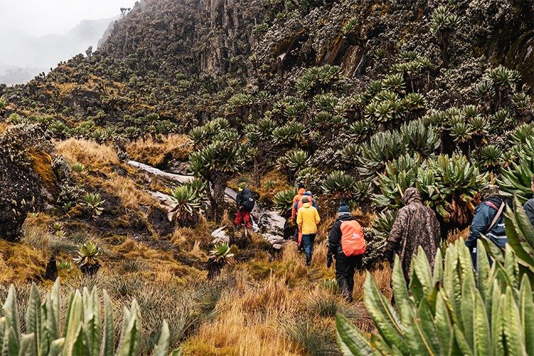 Rwenzori Mountains National Park landscape