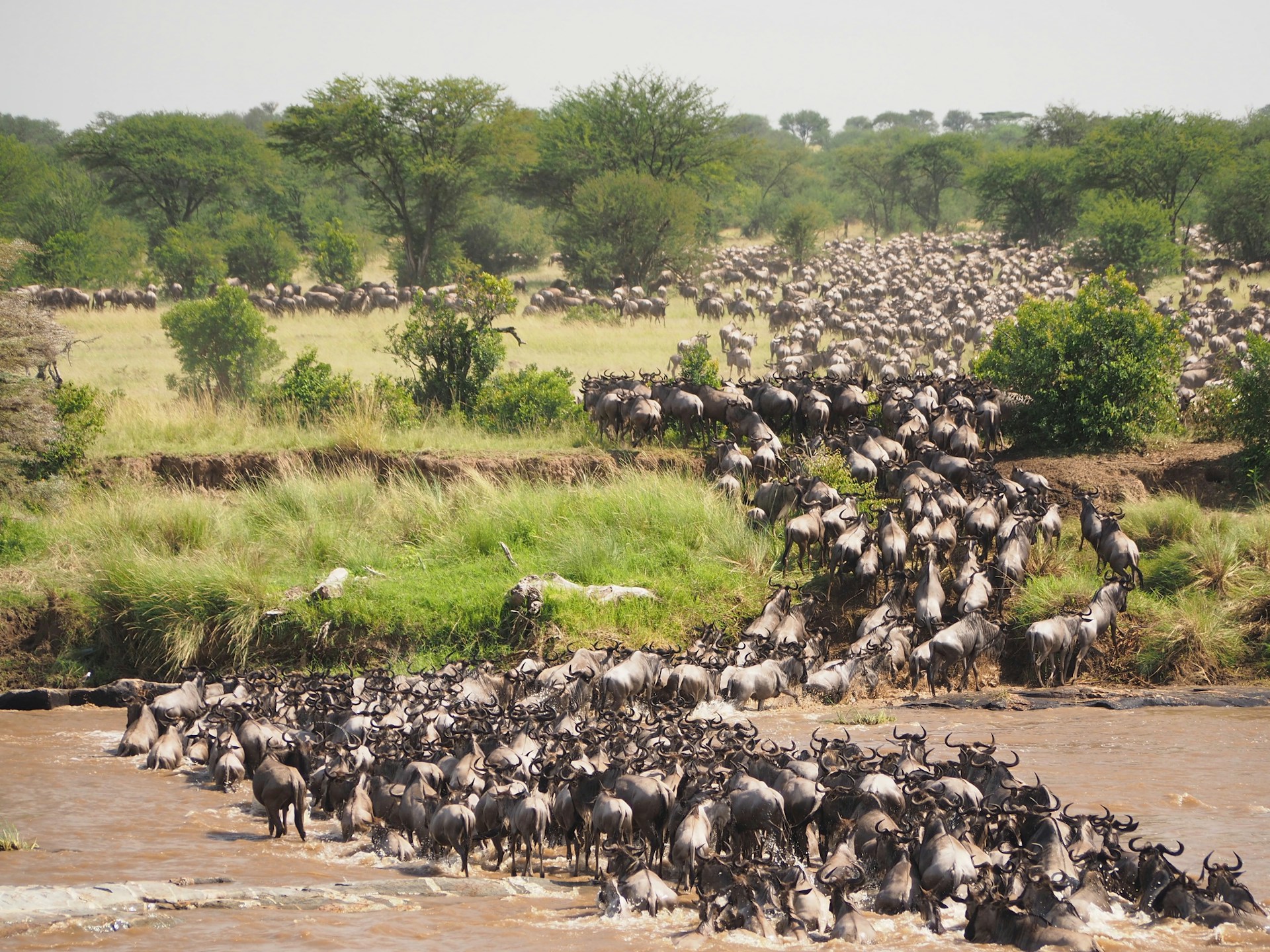 Great wildebeest migration on golden Serengeti plains