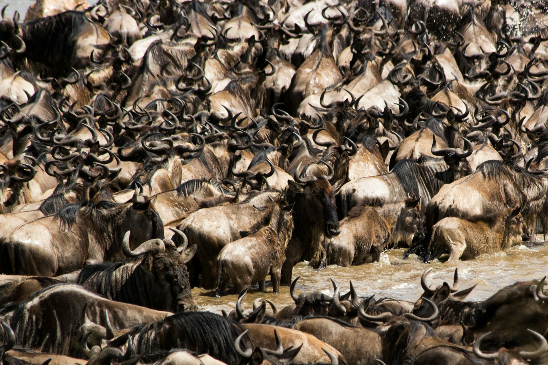 Wildebeest crossing the Mara River