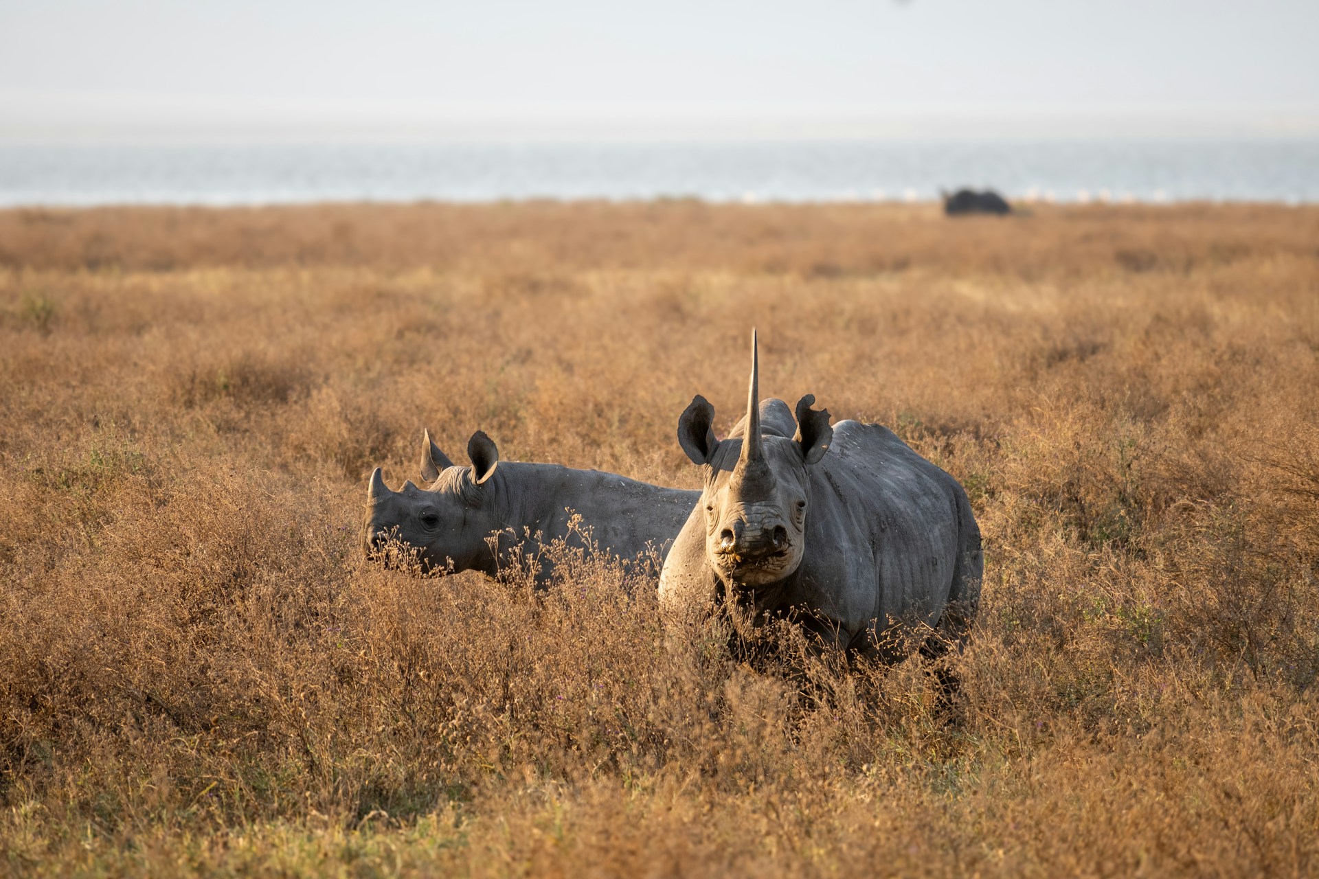Elephants in Ngorongoro Crater