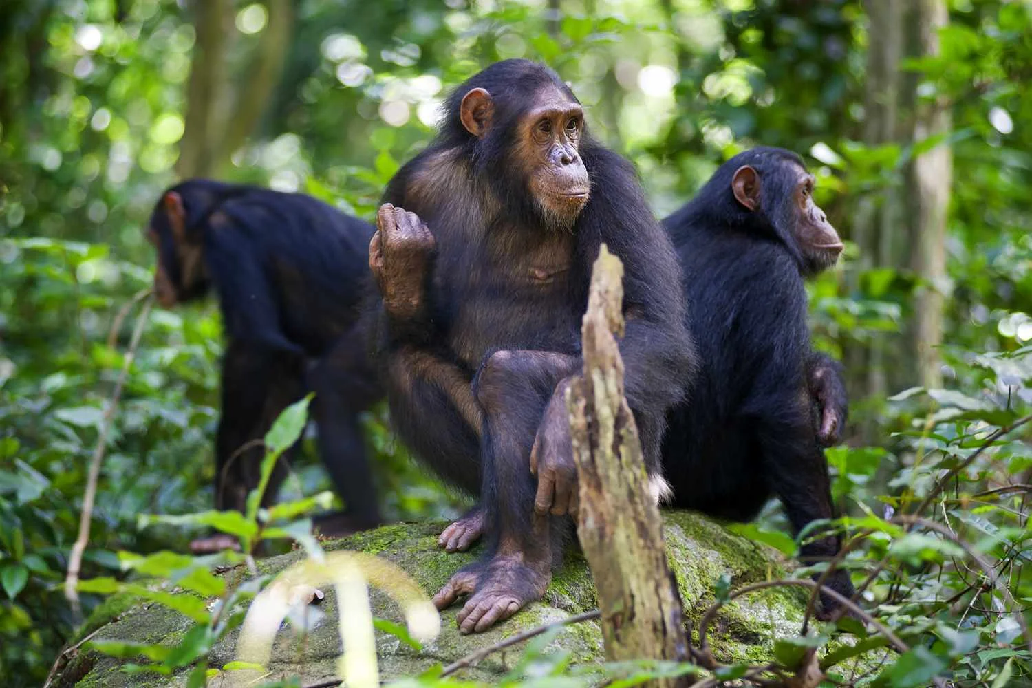 Western Tanzania Primates Safari