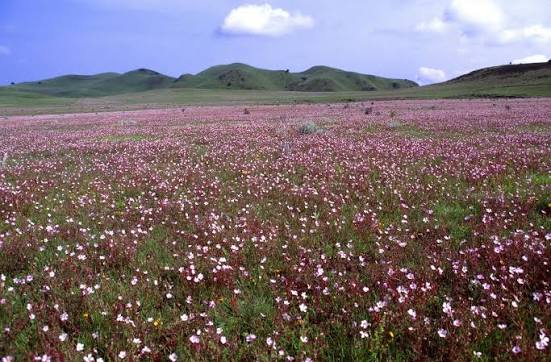 Kitulo National Park landscape