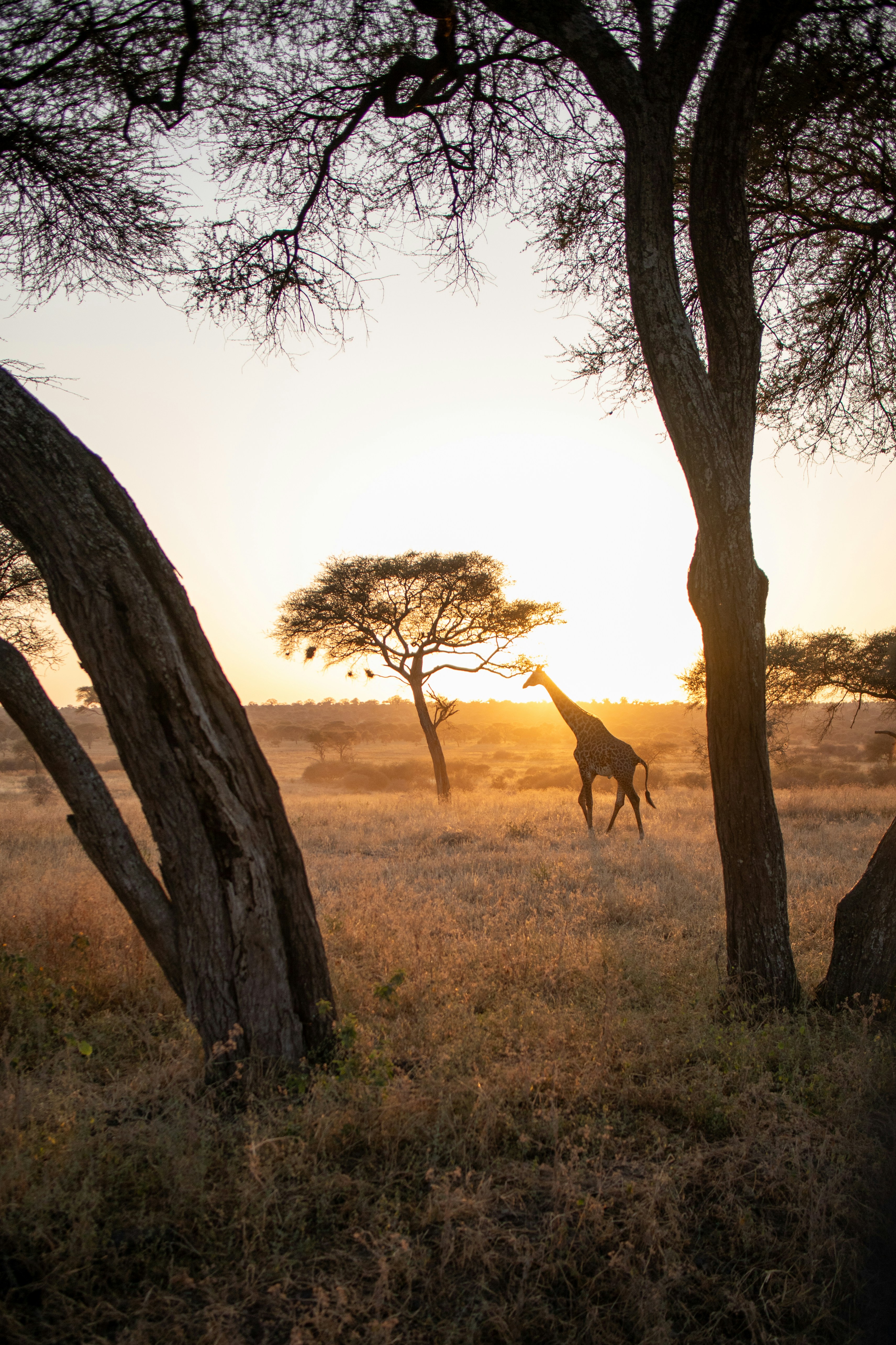 Serengeti plains at golden hour