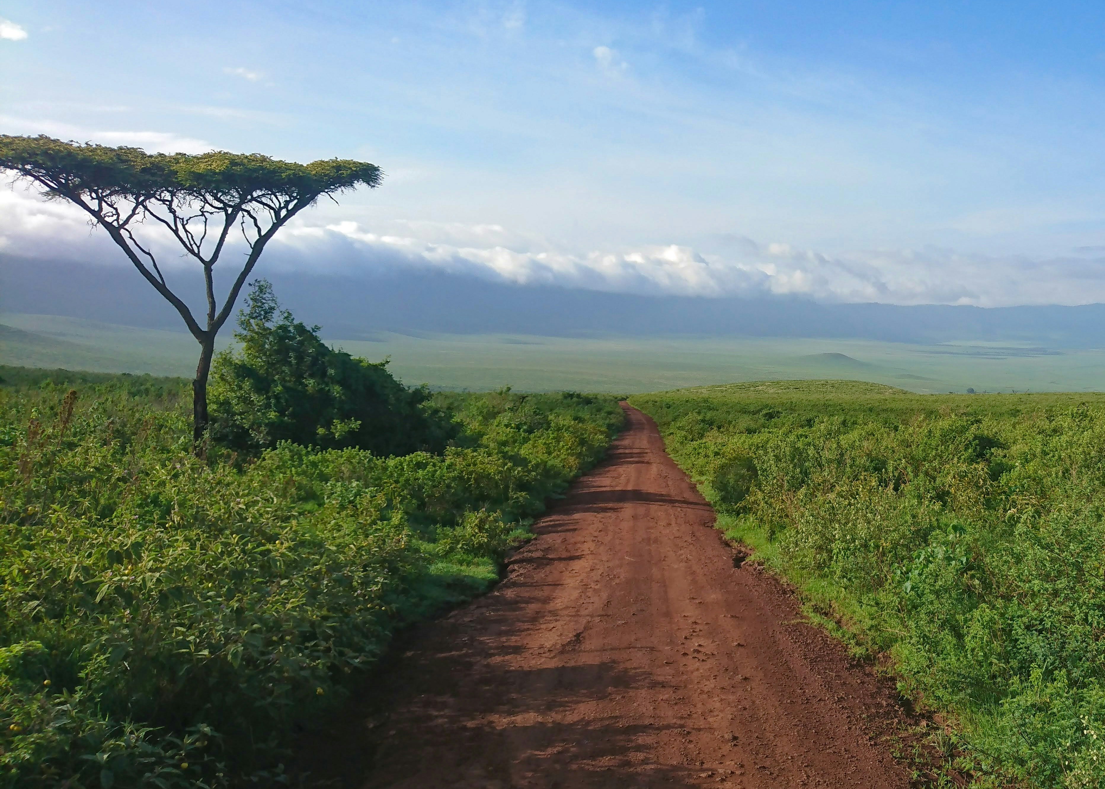 Ngorongoro Crater rim and caldera floor from the descent road