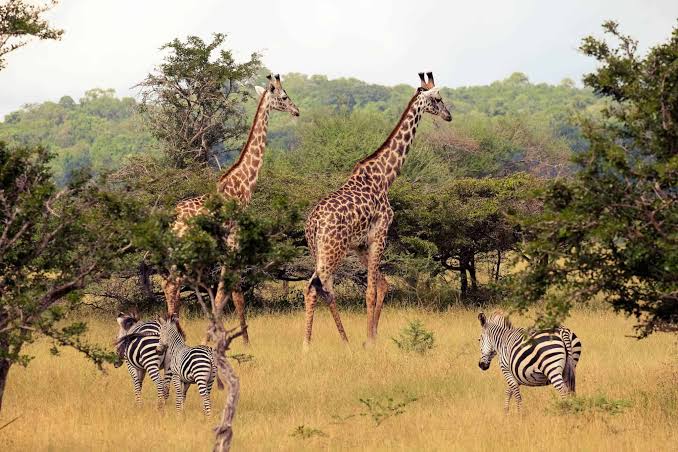 Nyerere National Park landscape