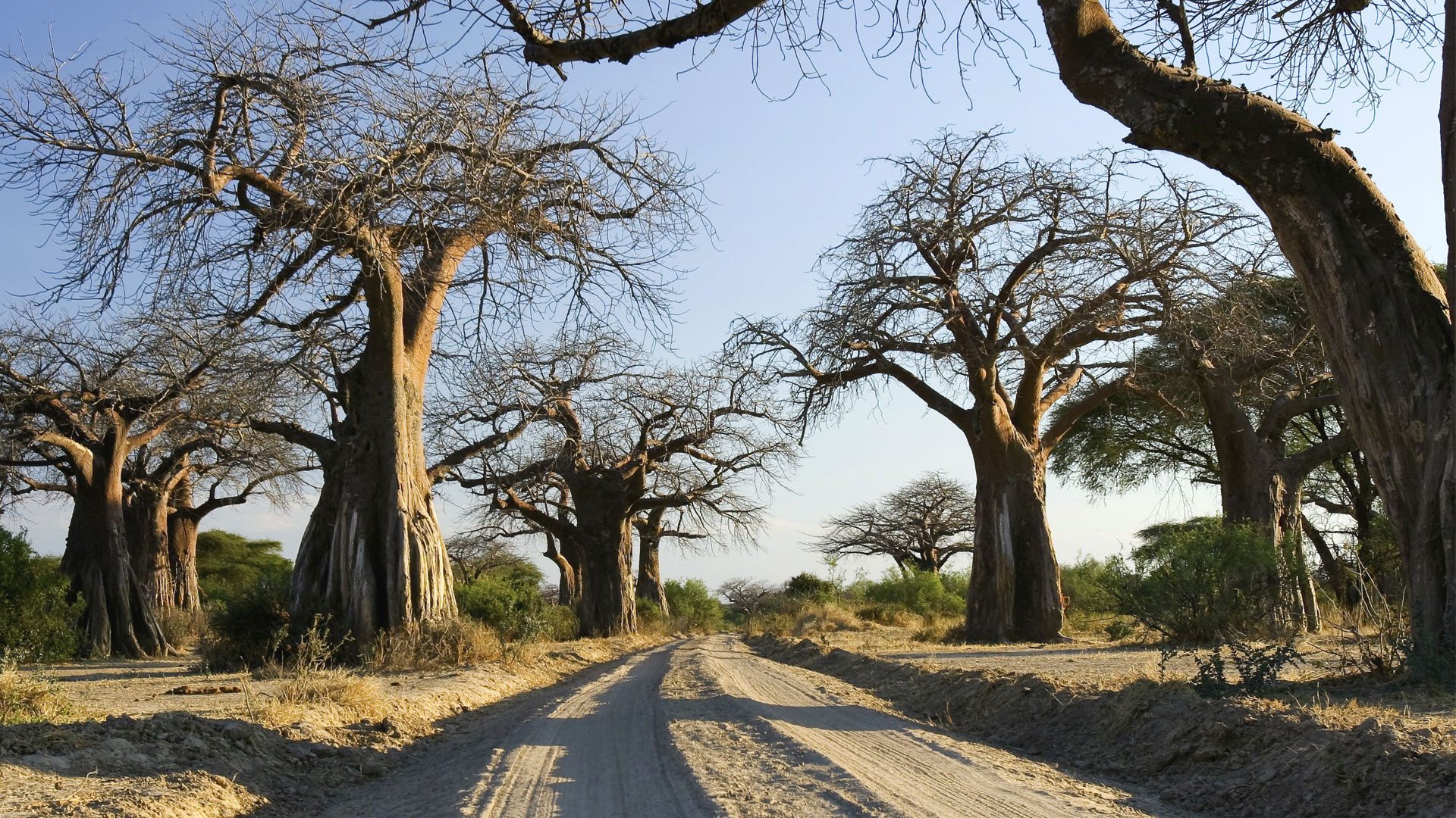 Ruaha National Park wilderness and baobab savanna