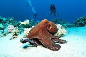 Scuba Diving in Zanzibar