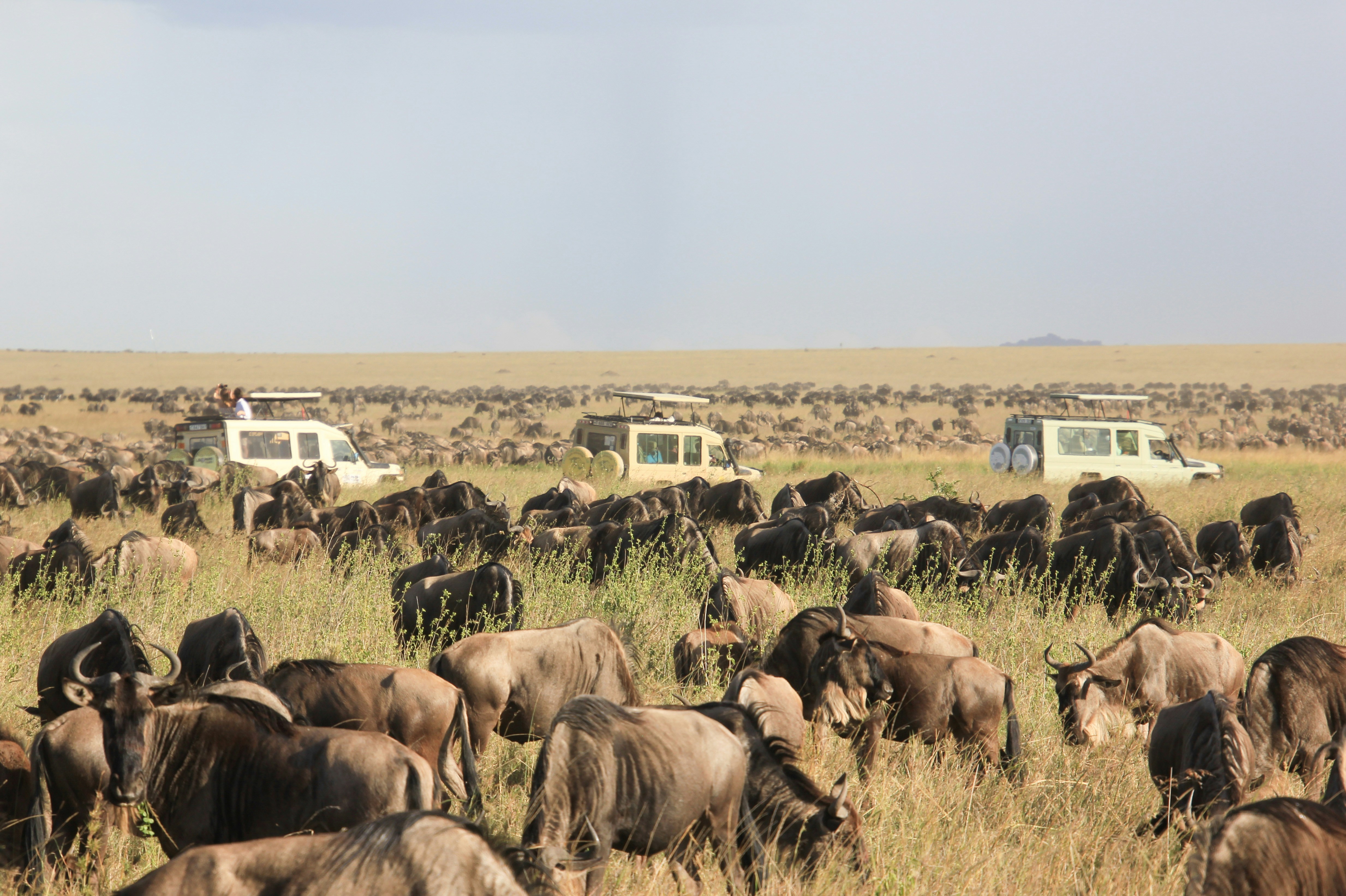 6 Days Serengeti & Ngorongoro Safari