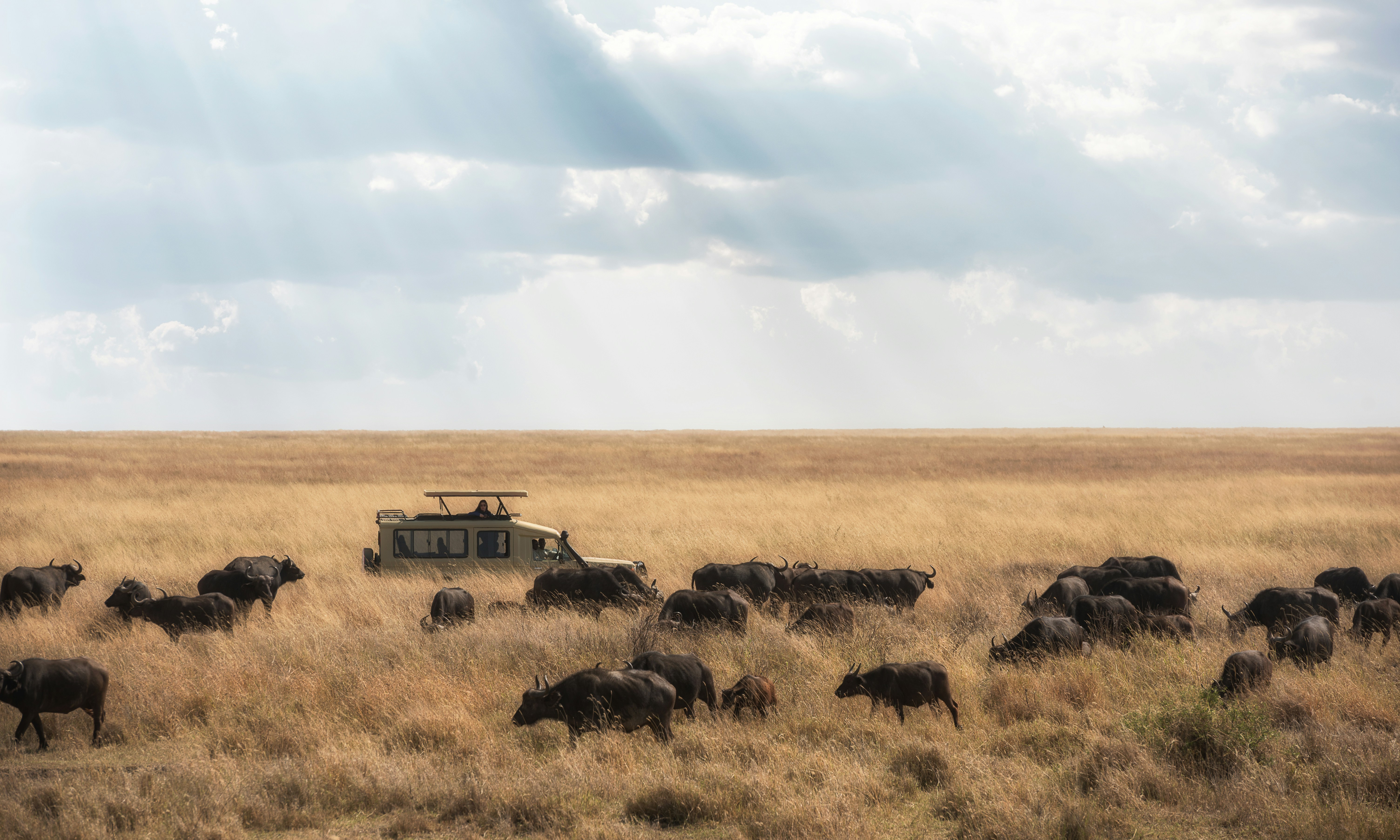 Great wildebeest migration on golden Serengeti plains