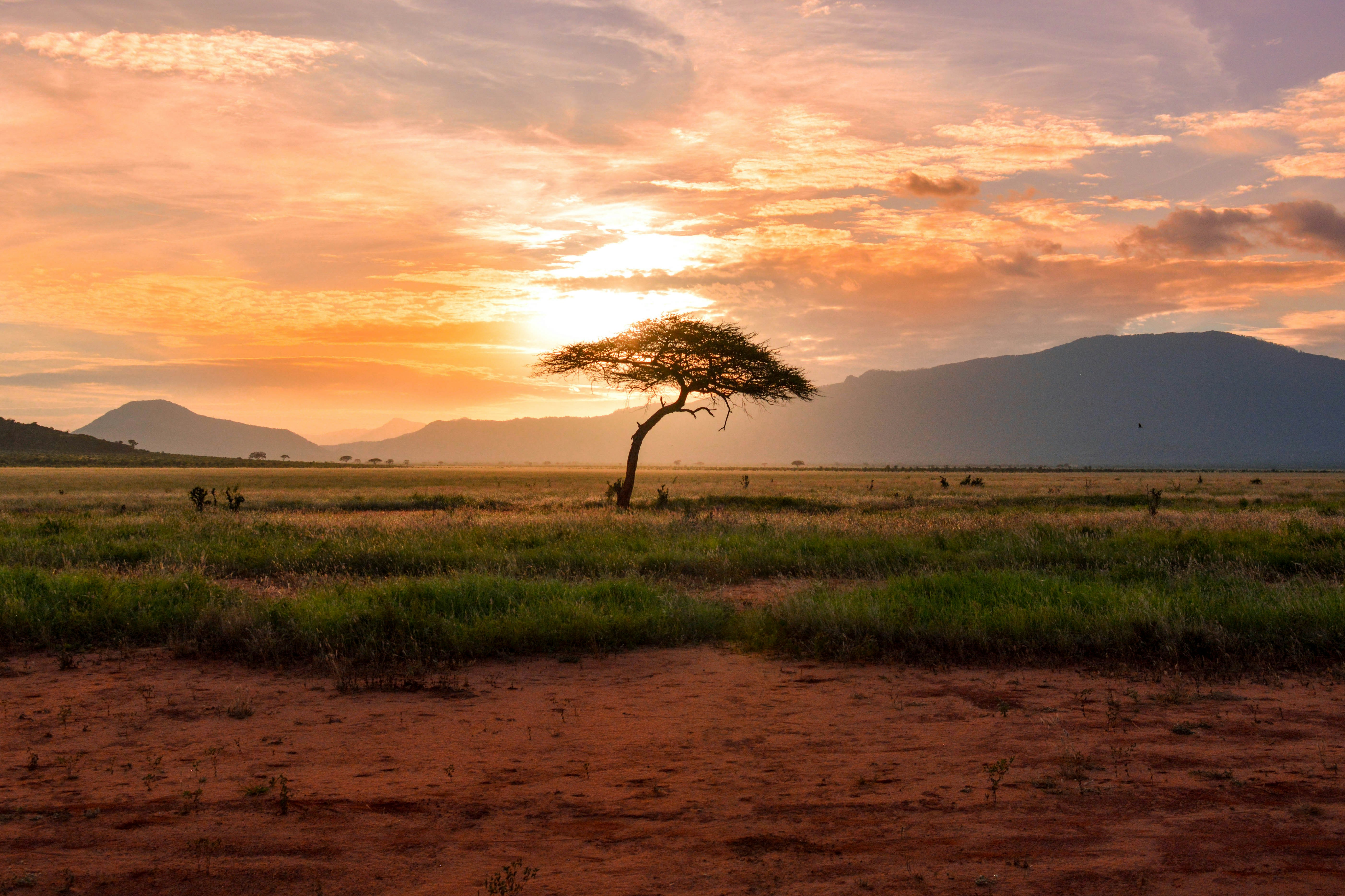 Sunset baobab savanna in Tarangire National Park